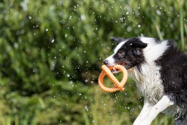 Trixie Aqua Toy Greifer Hundespielzeug